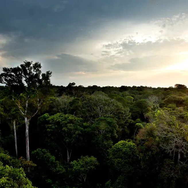 Estimation of Evapotranspiration of Amazon Rainforest Using the Maximum Entropy Production Method