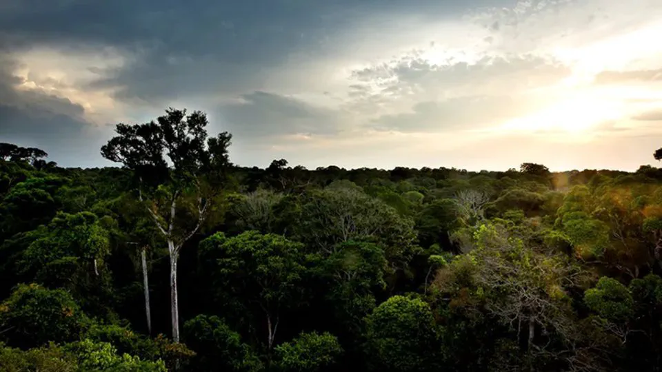 Estimation of Evapotranspiration of Amazon Rainforest Using the Maximum Entropy Production Method